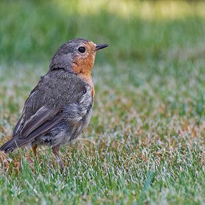 Bei uns im Garten........Rotkehlchen