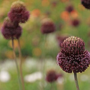 Allium.jpg