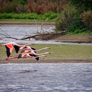 Flamingos im Vorbeiflug