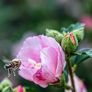 Blütenpollen