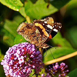 Admiral
