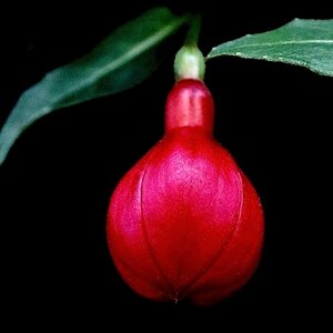 Pralles Rot