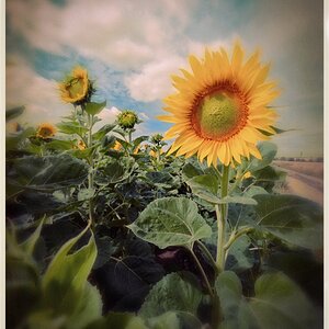 Blümchen-Bild