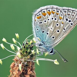 Hauhechel-Bläuling auf Spitzwegerich