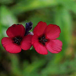 Blüten 04, rotblühend © Allmiene GP, G91 II - P1012363.jpg