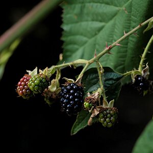 Brombeeren