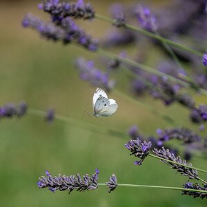 Im Flug erwischt…