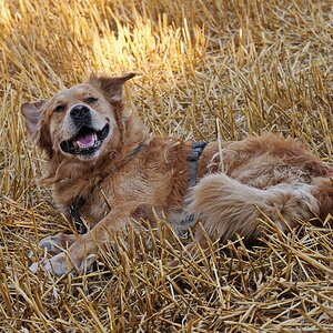 Ein Bett im Kornfeld....