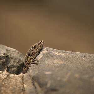 Kleiner Drache
