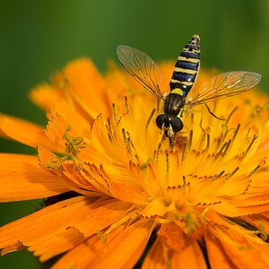 Schwebfliege