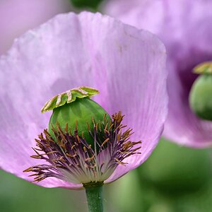 Schlafmohn