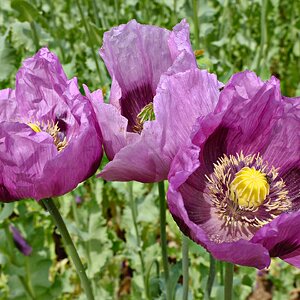 Schlafmohn