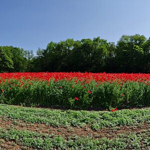 Klatschmohn