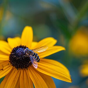 Schwebfliege