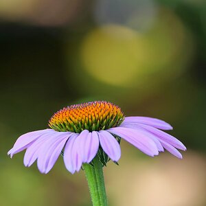Im Sommerlicht