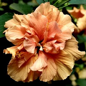 Hibiskus