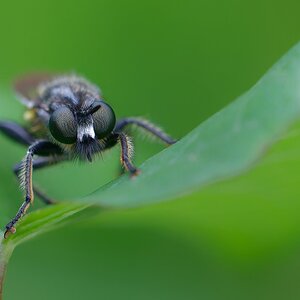 Nur eine Fliege