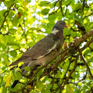 hk_260805_besuch_im_apfelbaum.jpg