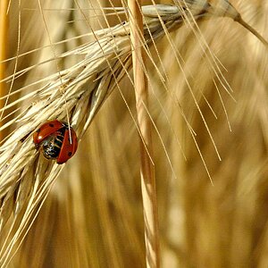 Marienkäfer im Gerstenfeld .jpg