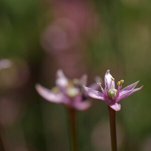 Allium
