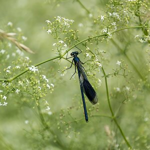 Gebänderte Prachtlibelle