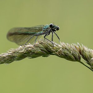Gebänderte Prachtlibelle