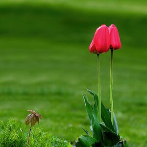 Zwei Tulpen.jpg