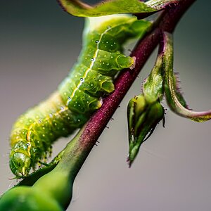 Raupe