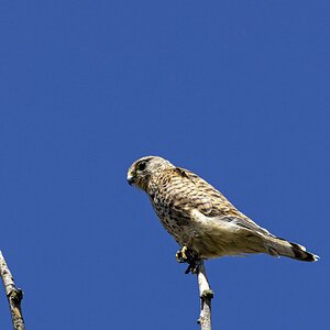 Turmfalke