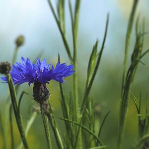 Kornblumen blau