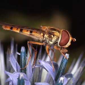 Schwebfliege