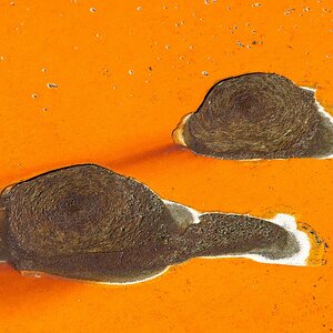 Fische in orange