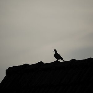 Kein Spatz in der Hand