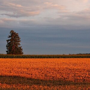 Die Abendsonne und der Baum