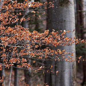 im Buchenwald II