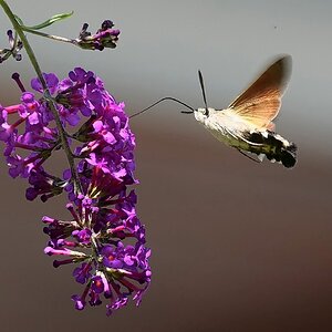 Taubenschwänzchen