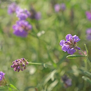 Lavendel