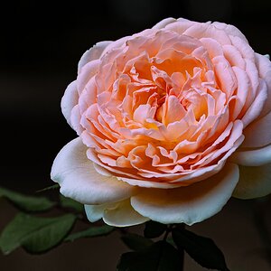 rosé rose