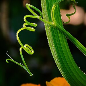 Zucchini