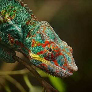 Chamäleon