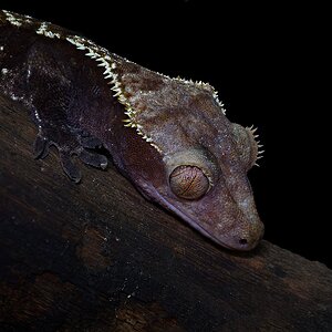 Gecko
