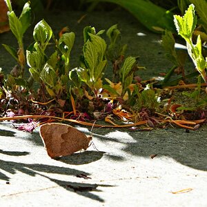 Flucht in den Schatten