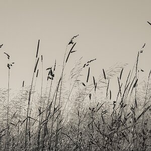 Sommerwiese