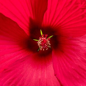 Riesen-Hibiskus