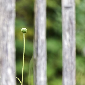 Am Gartenzaun