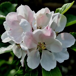 Blüten
