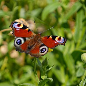 dasselbe Pfauenauge