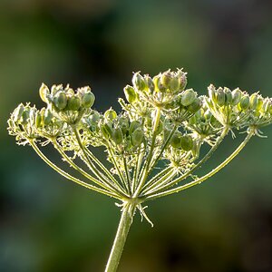 Wiesenbärenklau