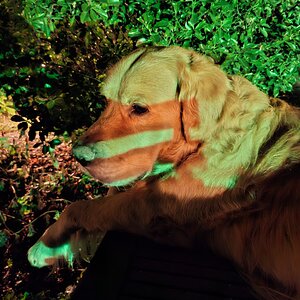 Bunter Hund.