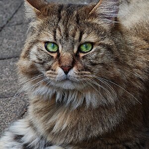 Miau